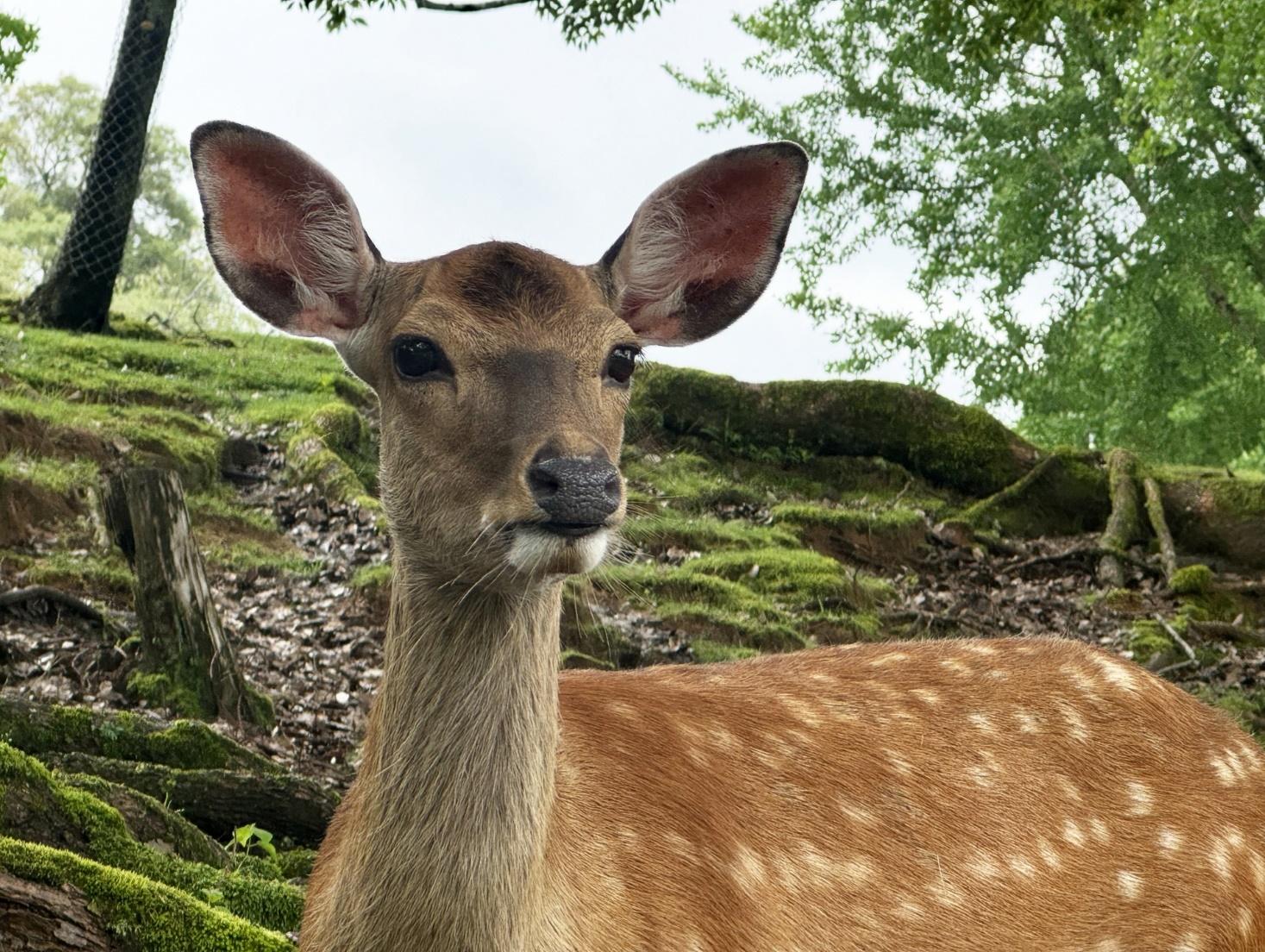 奈良県の魅力とは？