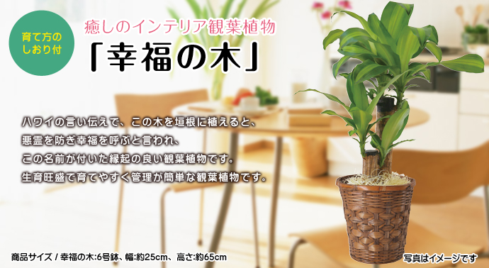 デジもく 癒しのインテリア観葉植物 幸福の木 パネル 目録無し 当日メール納品可 送料無し